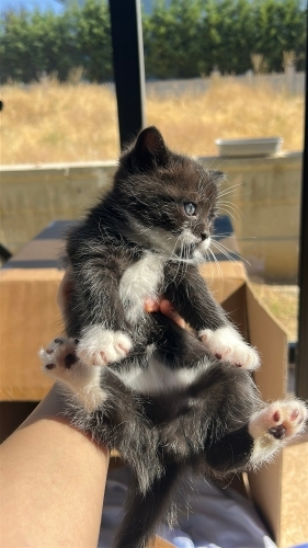 Cevahir 2.5 aylık. Annesi british shorthair. fotoğraf