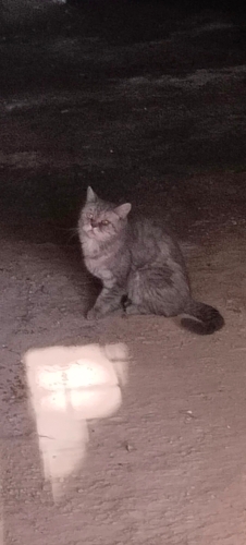 Çok tatlı çok sevecen fotoğraf