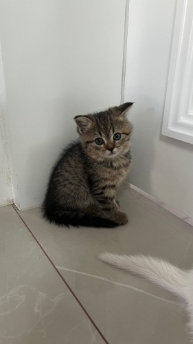 2.5 aylık sağlıklı dişi kedi annesi british shorthair fotoğraf
