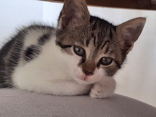 Angel minik yavru bir dişi ve yuva arıyor fotoğraf