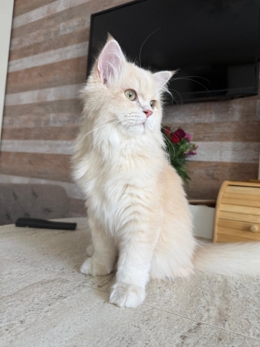 Eşyaları ile verilecek yavru longhair fotoğraf