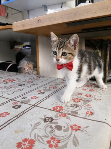 2 aylık erkek uysal akıllı fotoğraf