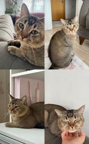 Sokakta bulundu ömürlük yuvasını arıyorum İSTANBUL fotoğraf