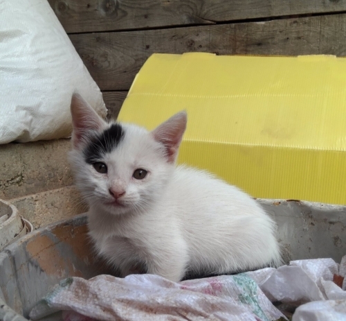 Çok sevimli ve oyuncu bir kedi fotoğraf