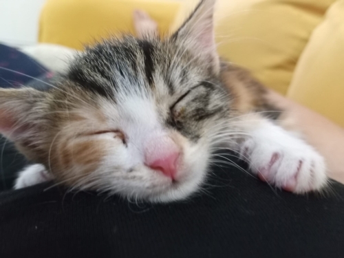 Tam kucak aşığı yavru kedi fotoğraf
