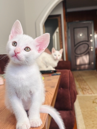 ACİL YUVAM OLUR MUSUN?🙏😻 fotoğraf