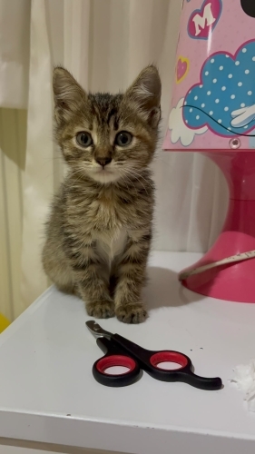 Yavru kedi tekir fotoğraf