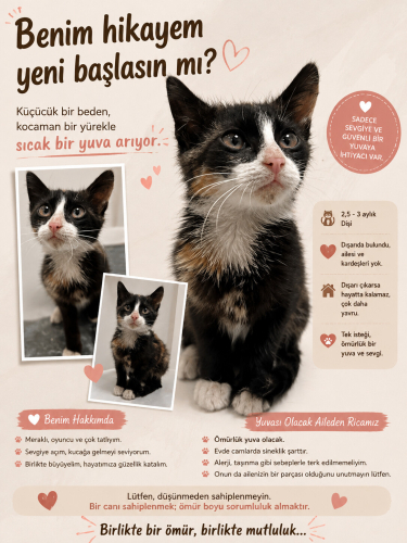 ANNEM VE KARDEŞLERİM YOK,TEK BAŞINAYIM, ACİL YUVA ARIYORUM fotoğraf