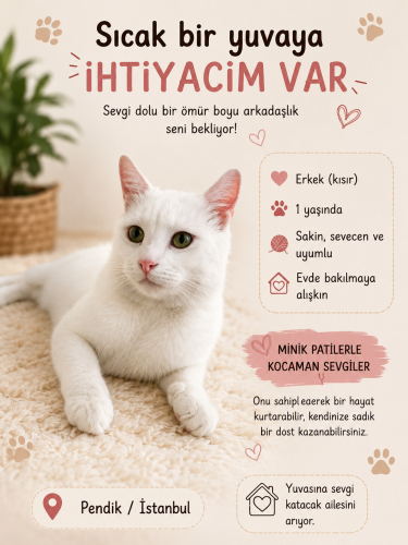 Yakışıklı Snow Yuva Arıyor fotoğraf