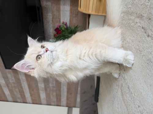 Oyuncu yavru kedi fotoğraf