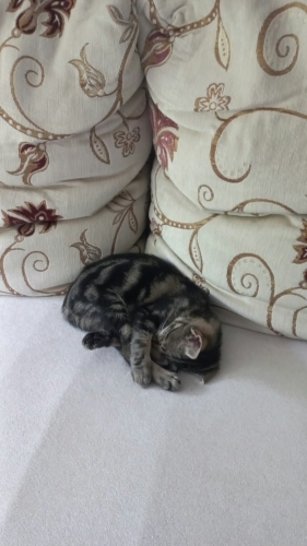 Yavru Kedi, oynamayı çok seviyor. Uysal fotoğraf