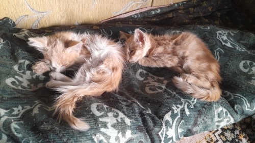 2HASTA YAVRUKEDİ VETERİNERE GÖTÜREBİLECEK İMKANI OLAN HAYIRSEVER BİRİNİ BEKLİYOR fotoğraf