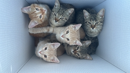 6 Sahipsiz Yavruya Yuva Arıyoruz fotoğraf