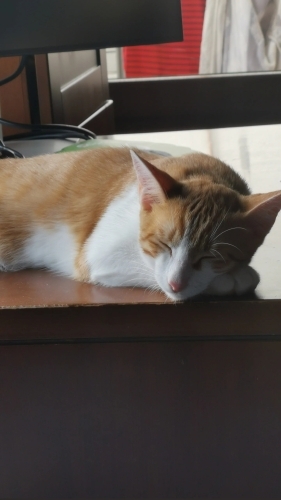 Oyun oynamayı seven cana yakın bir dost fotoğraf