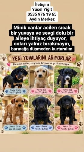 Minik canları barınağa düşmeden kurtaralım. fotoğraf