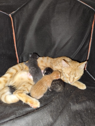 Tarçın anne ve iki haftalık 3 yavrusu fotoğraf