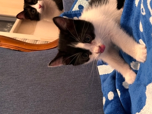 Antalya yavru kedi sahiplendirme fotoğraf
