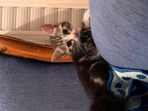 Antalya yavru kedi sahiplendirme fotoğraf