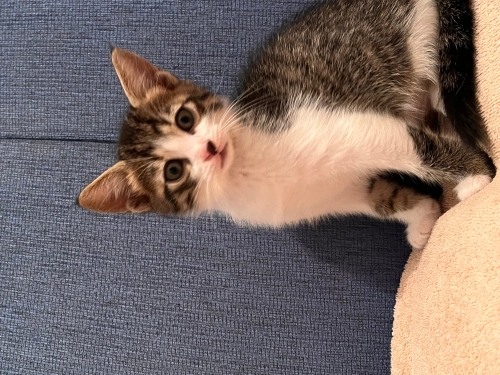 Antalya yavru kedi sahiplendirme fotoğraf