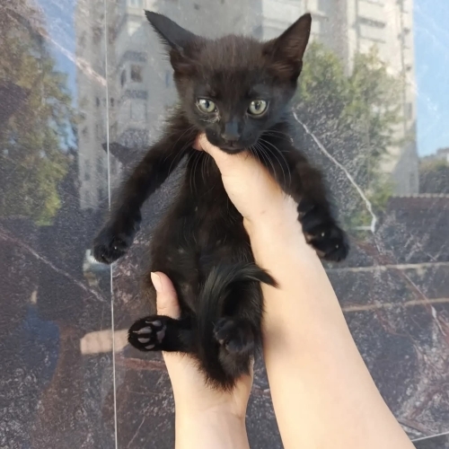 Yumuşacık minnacık simsiyah bir bombay🧿 fotoğraf