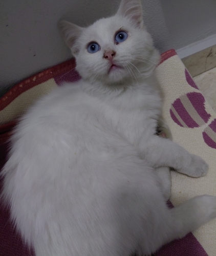ÇOK GÜZEL ANKARA KEDİSİ SOKAĞA ATILMIŞ fotoğraf