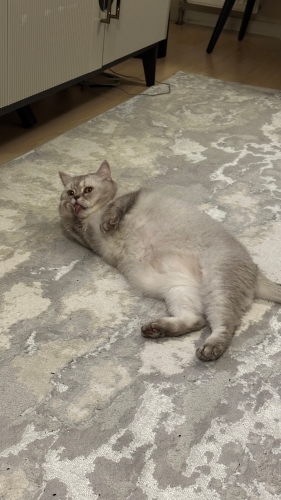 Cana yakın sevimli sakin ilgi seven bir can fotoğraf