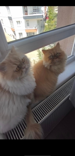 Son derece akıllı ve dost canlısı fotoğraf