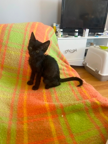 1,5 Aylık Zeytin Ömürlük Yuvasını Arıyor fotoğraf