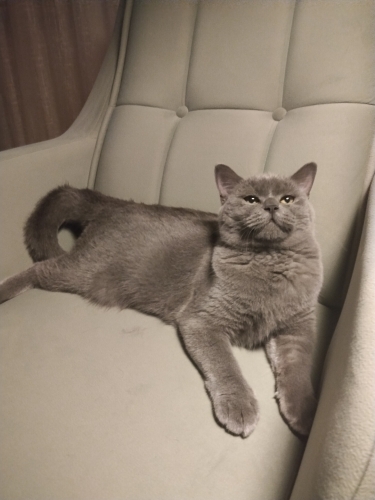 Çok uysal sokağa ter edilmiş :((( fotoğraf