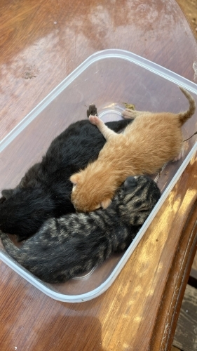 Acil süt anne aranıyor fotoğraf