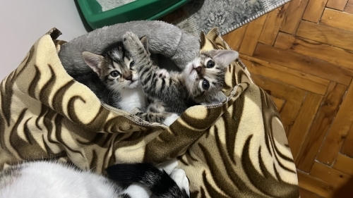 1.5 aylık yavru kedilere yuva ariyoruzzz fotoğraf