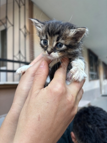 Dünyaya bedeliz 6 kardeş fotoğraf