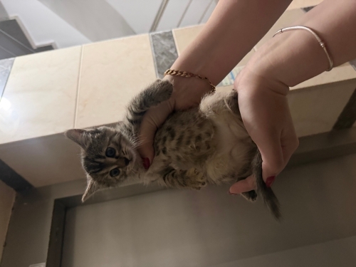 Çok tatlı oyuncu yavru yuva arıyor fotoğraf