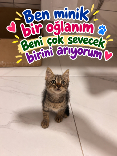 Oyuncu sıcakkanlı tatliş bir erkek fotoğraf