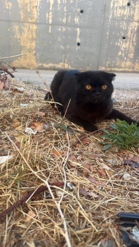 Sokağa atılan masum yavru ailesi tarafından sokağa atılmış fotoğraf