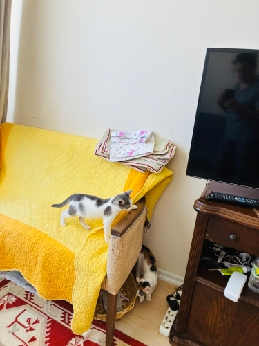 Şirin mi şirin yavrunuza ücretsiz yuva fotoğraf