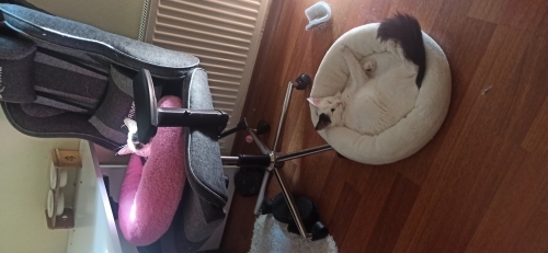 Pamuk ve Oreo Acil Yuva Arıyor fotoğraf