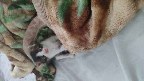 3.haftalık yavru kaliko kedi fotoğraf