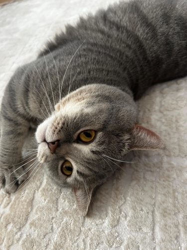 3 yaşındaki erkek whiskas cinsi kedimize yuva arıyoruz fotoğraf