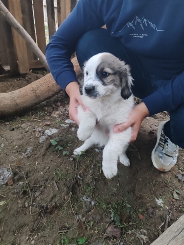 ACİL YUVA İLANI fotoğraf