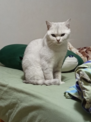Gölgeli beyaz renkli, güzel bir kedi. fotoğraf