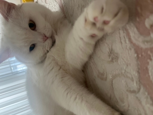 Yeni yuva arıyorum fotoğraf