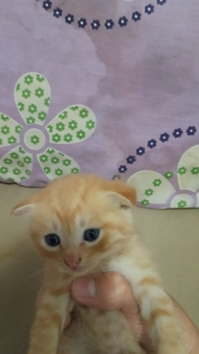 Acil sahiplendirme ücretsiz fotoğraf