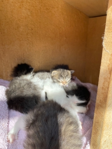 2 haftalık 5 yavru kedi acil yuva arıyor fotoğraf