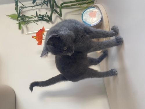 British Yavru Kedi fotoğraf