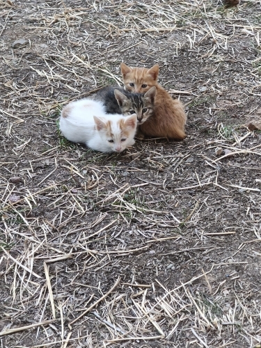 2 AYLIK 6 ADET YAVRU KEDİYE ÖMÜRLÜK YUVA ARIYORUZ fotoğraf