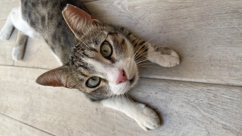 Şaşı yeni evini arıyor :) fotoğraf