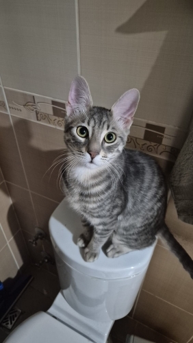 İsmet yeni yuvasını arıyor 🐾 fotoğraf