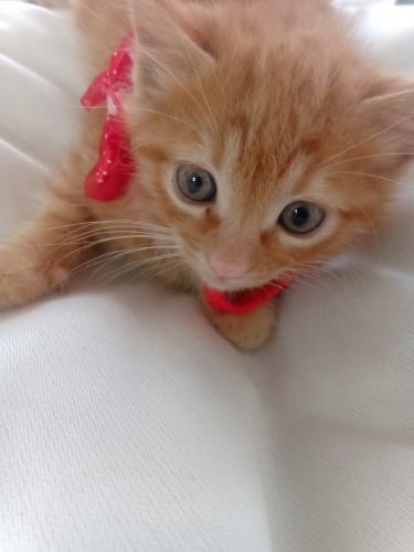 ŞEKER KEDİCİK. Alex fotoğraf