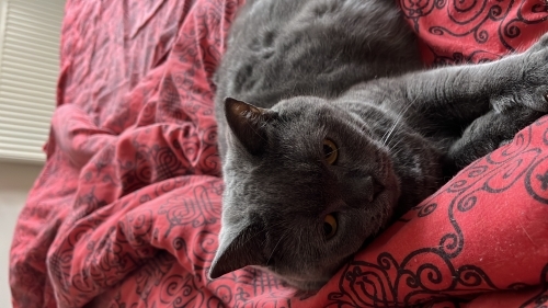 British shorthair ücretsiz sahiplendirikecektir fotoğraf